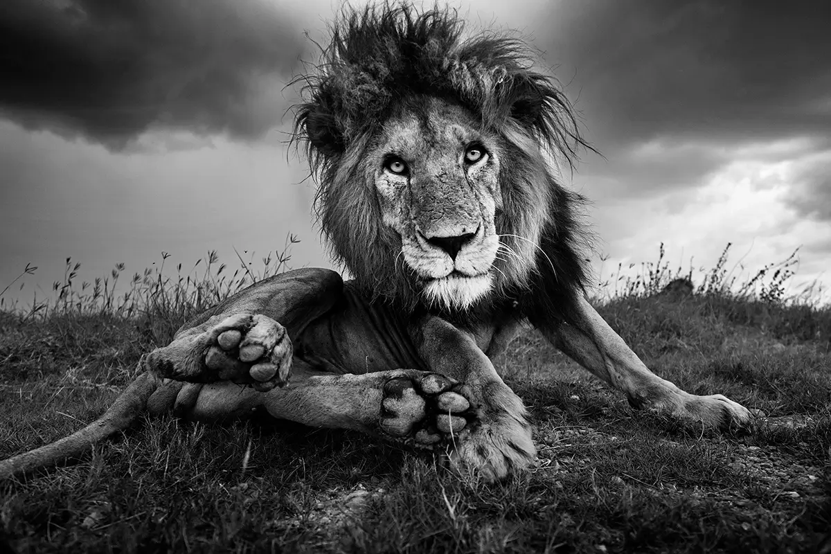 Photographie animalière d'un lion dans son état sauvage