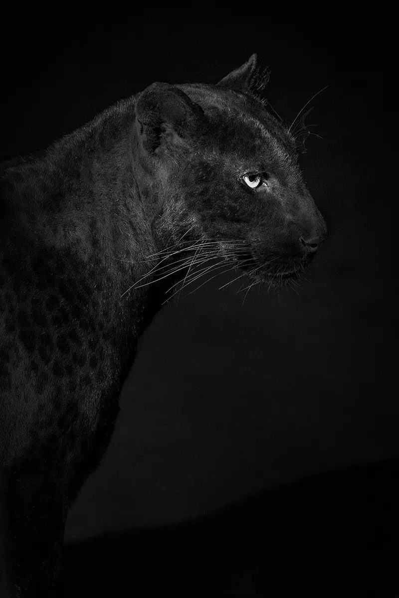 Photographie animalière d'une panthère noire dans son état sauvage
