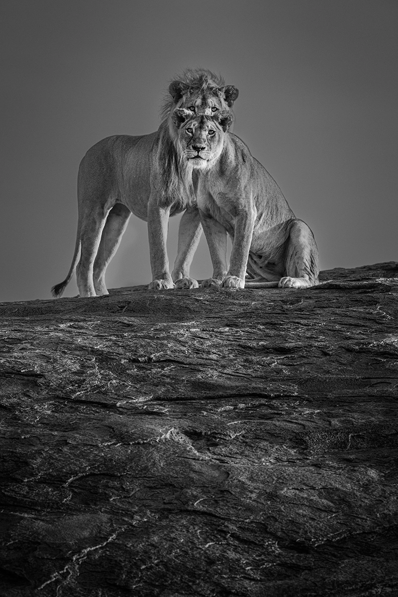 Photographie animalière de lions dans leur état sauvage