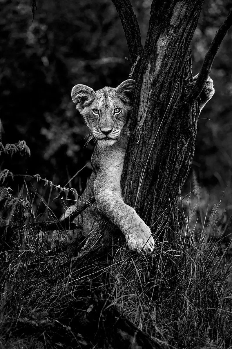 Photographie animalière d'un lionceau dans son état sauvage