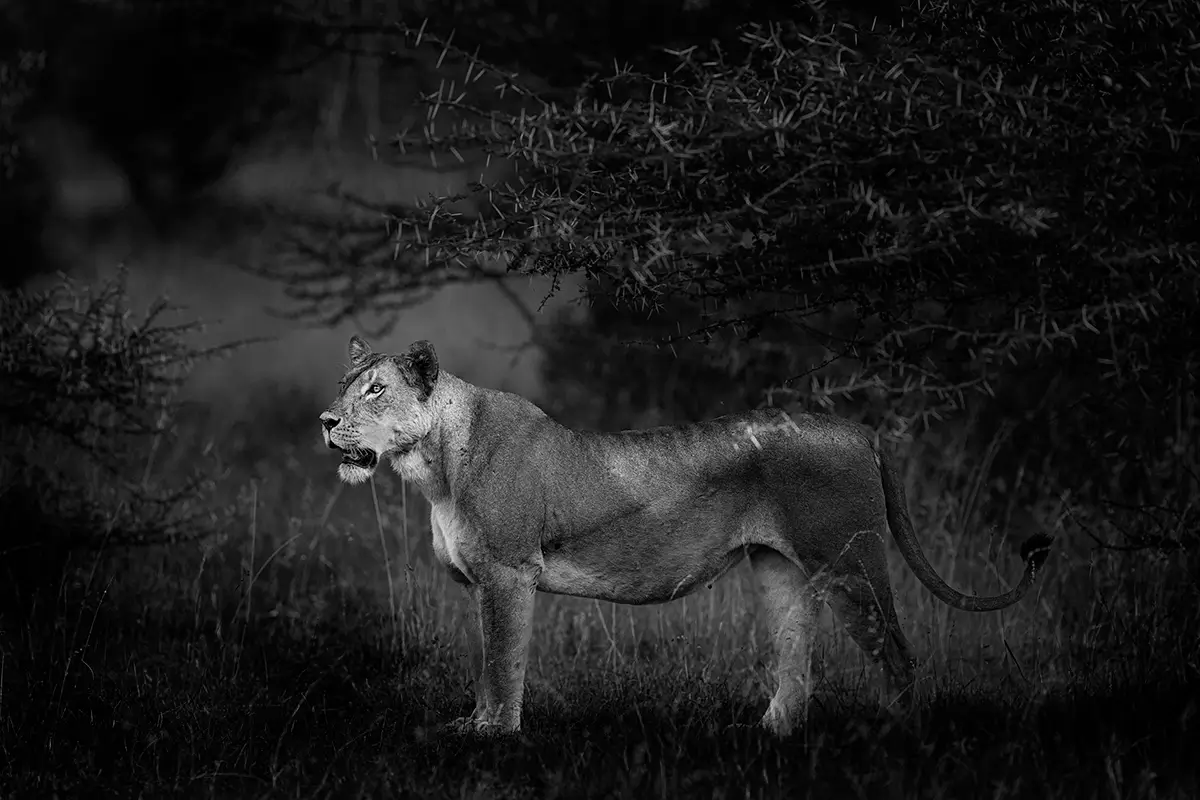 Photographie animalière d'une lionne dans leur état sauvage