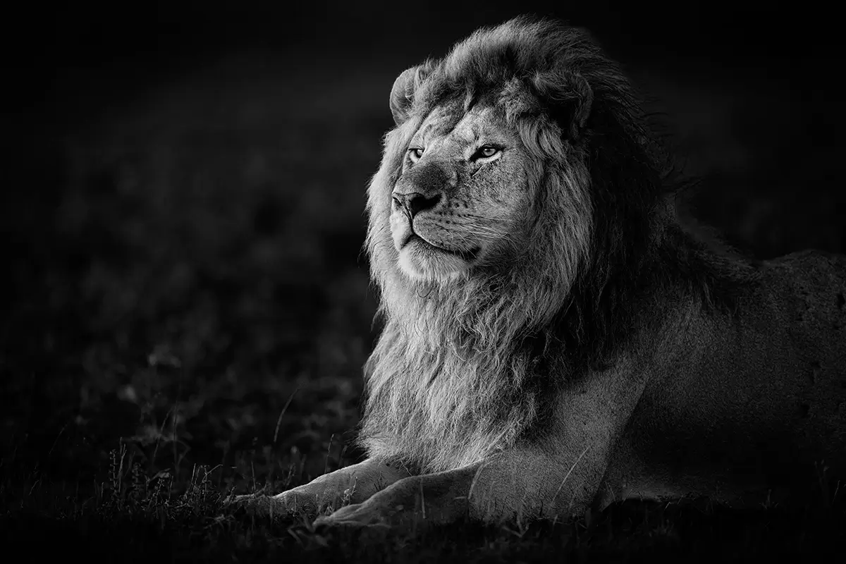 Photographie animalière d'un lion dans son état sauvage