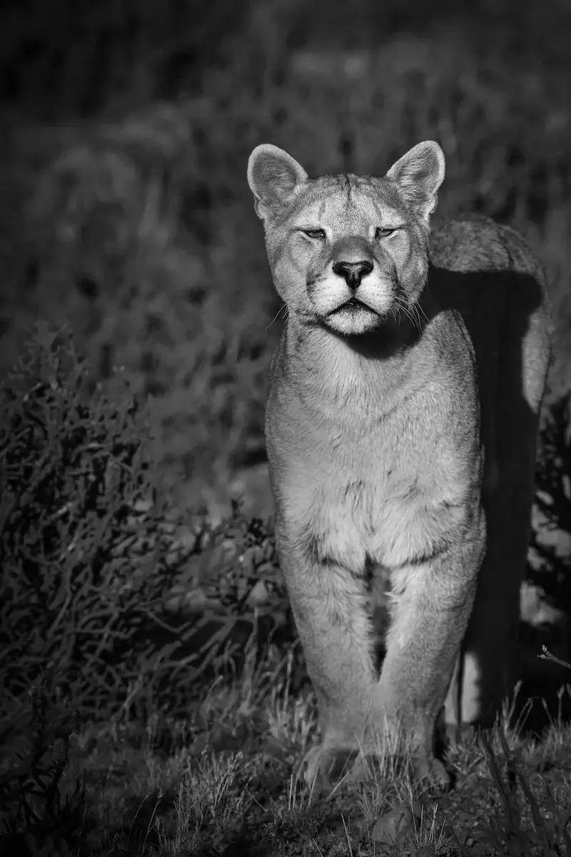Photographie animalière d'une lionne dans son état sauvage