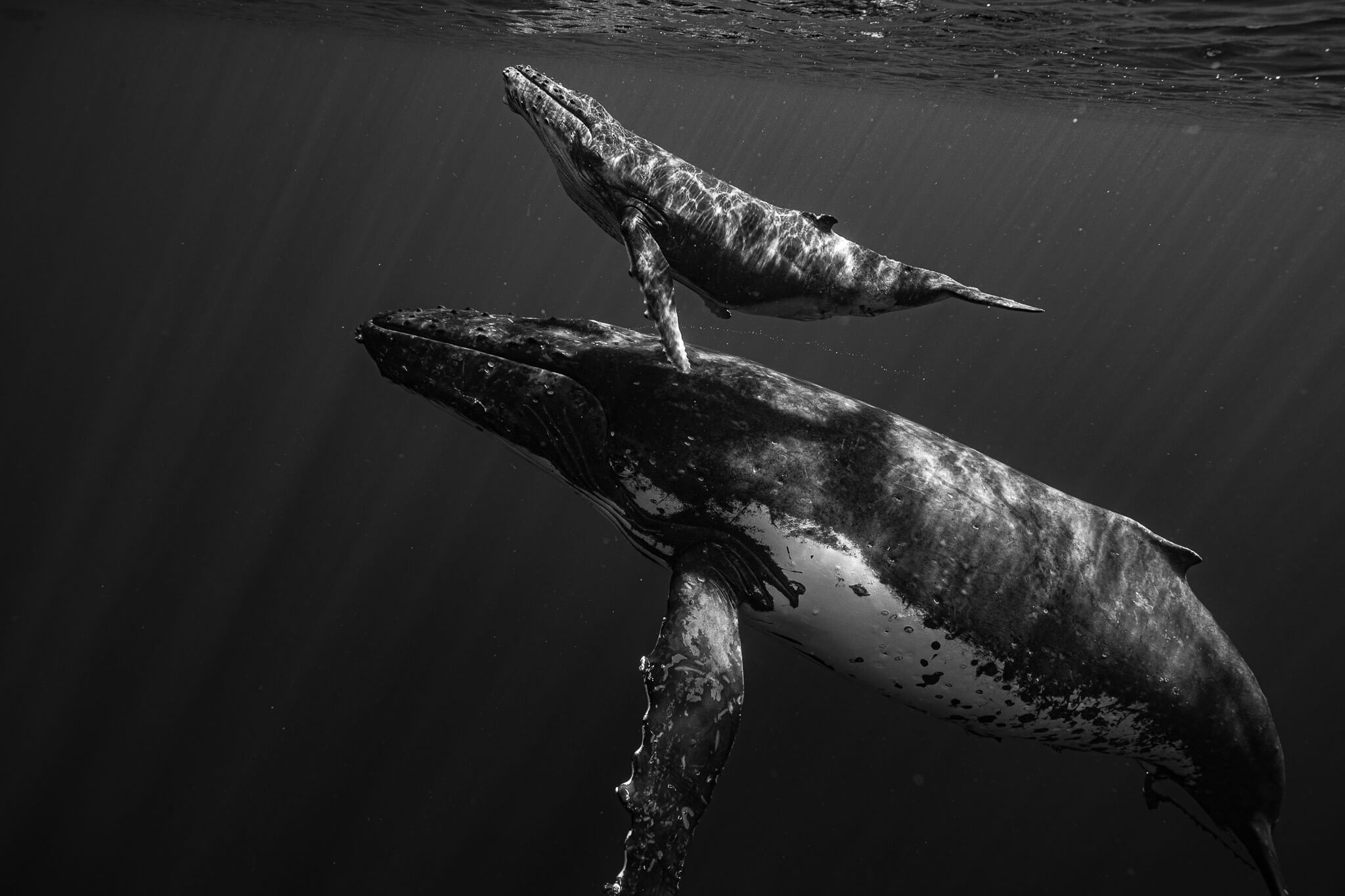 Photographie animalière de baleines dans leur état sauvage
