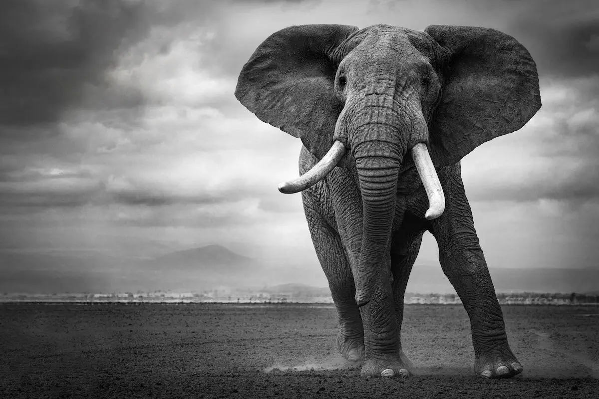Photographie animalière d'un éléphant dans son état sauvage