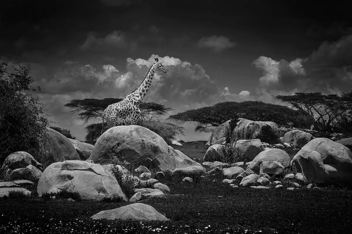 Photographie animalière d'une girafe dans leur état sauvage