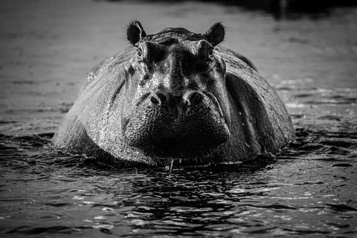 Photographie animalière d'un hippopotame dans son état sauvage