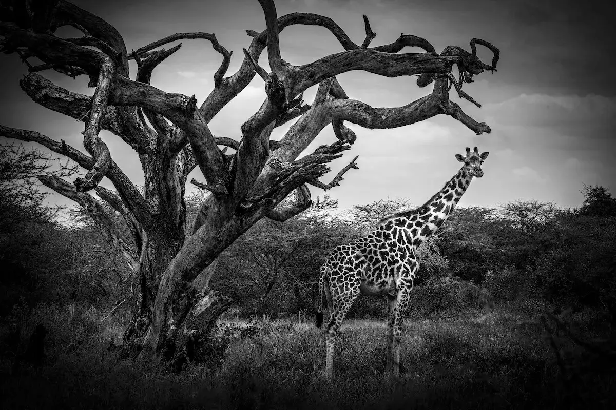 Photographie animalière d'une girafe dans leur état sauvage
