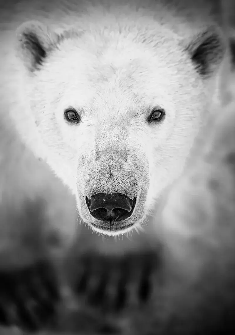 Photographie animalière d'un ours polaire dans son état sauvage