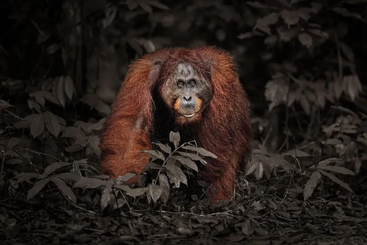Photographie animalière d'un singe dans son état sauvage