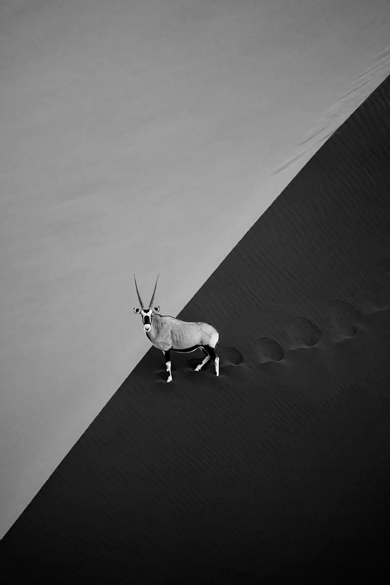 Photographie animalière d'un Oryx dans le désert