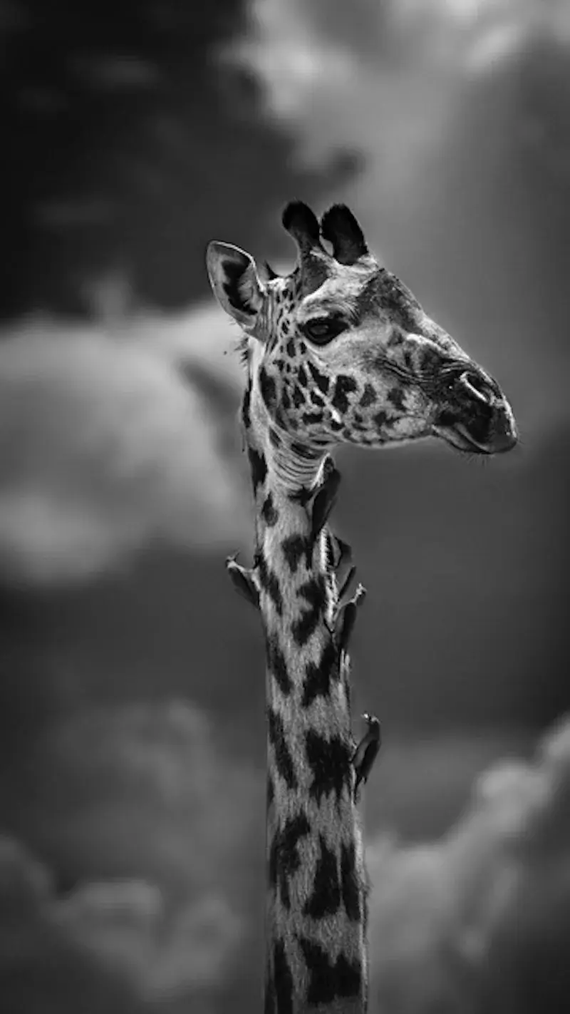 Photographie animalière d'une Girafe en Afrique