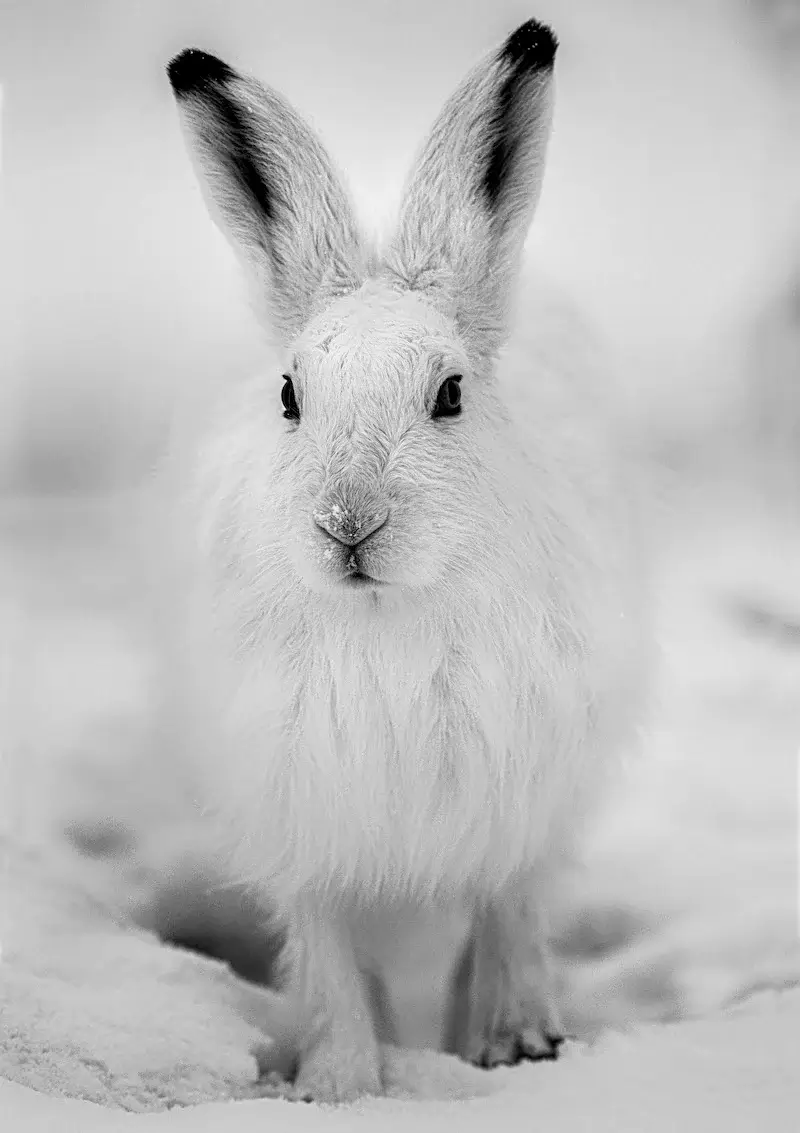Photographie animalière d'un lapin dans son état sauvage