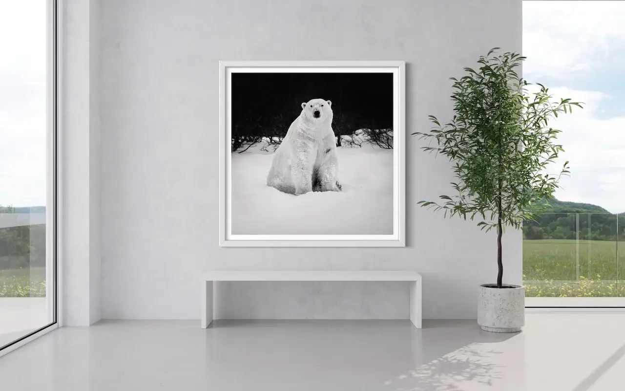 Photographie animalière d'un ours polaire en situation