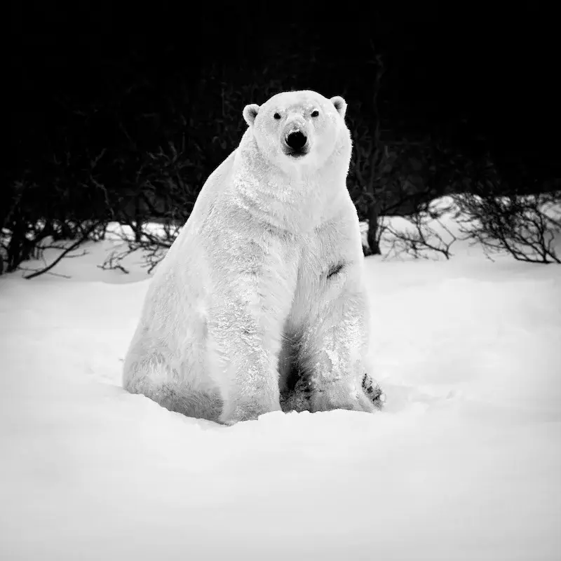 Photographie animalière d'un ours polaire dans son état sauvage