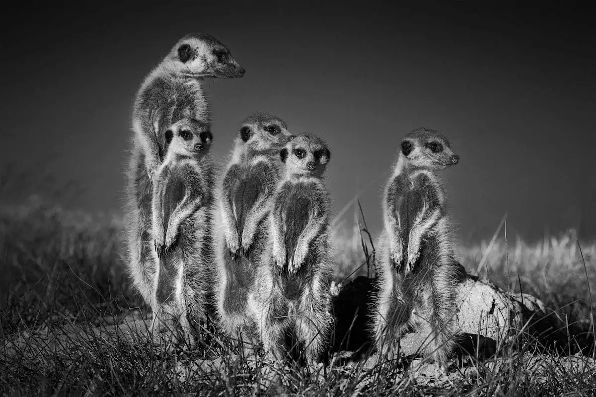 Photographie animalière de suricates à l'état sauvage