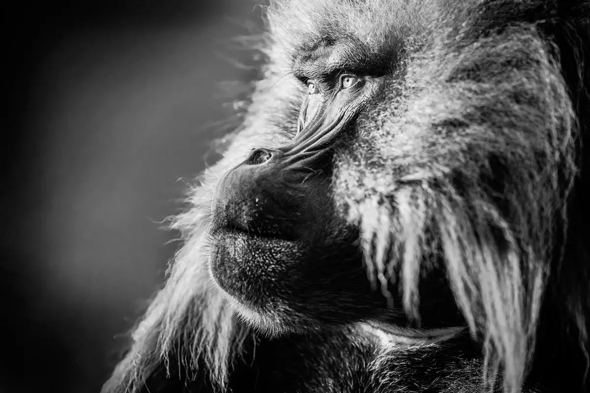 Photographie animalière d'un singe dans son état sauvage