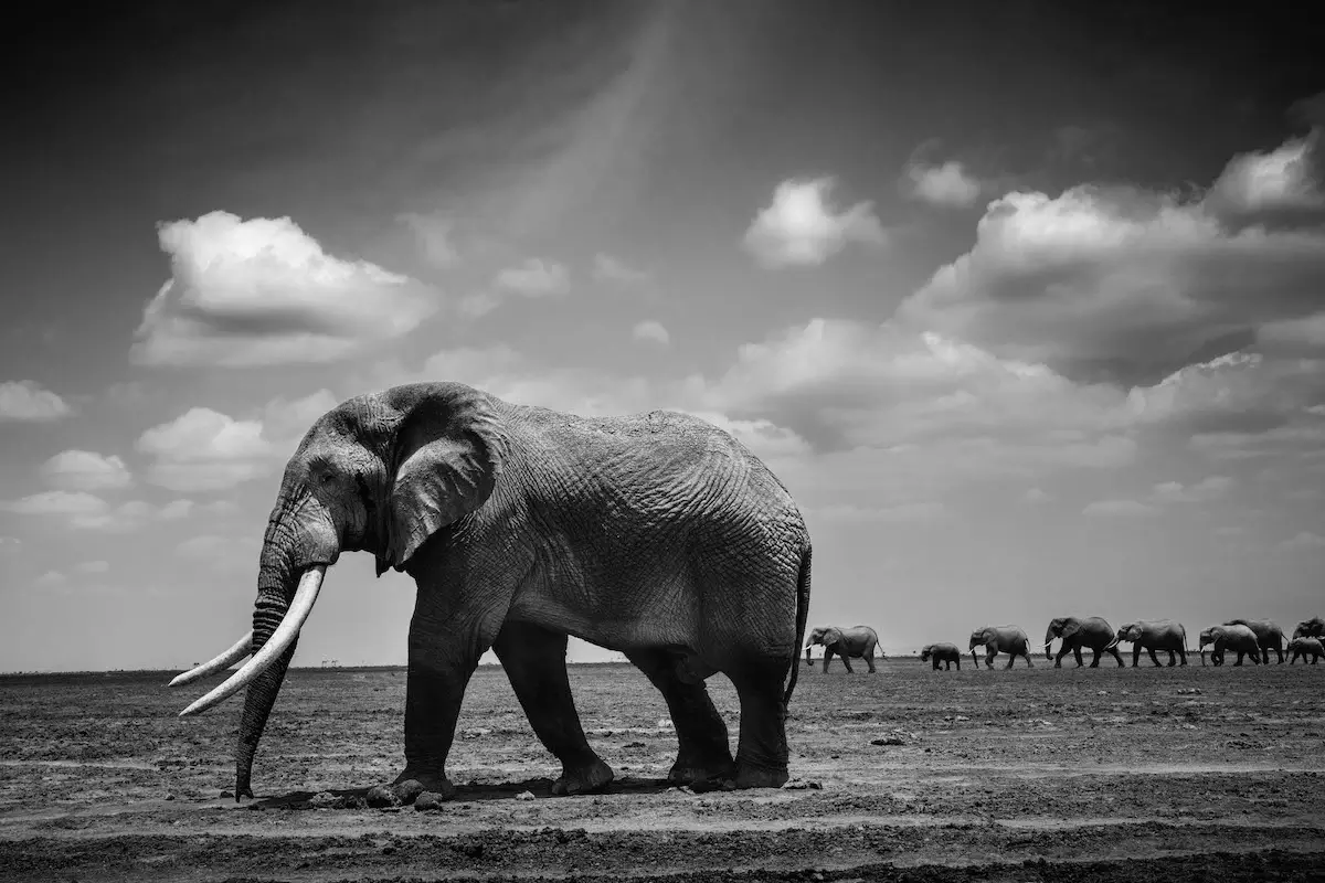 Photographie animalière d'un éléphant dans leur état sauvage