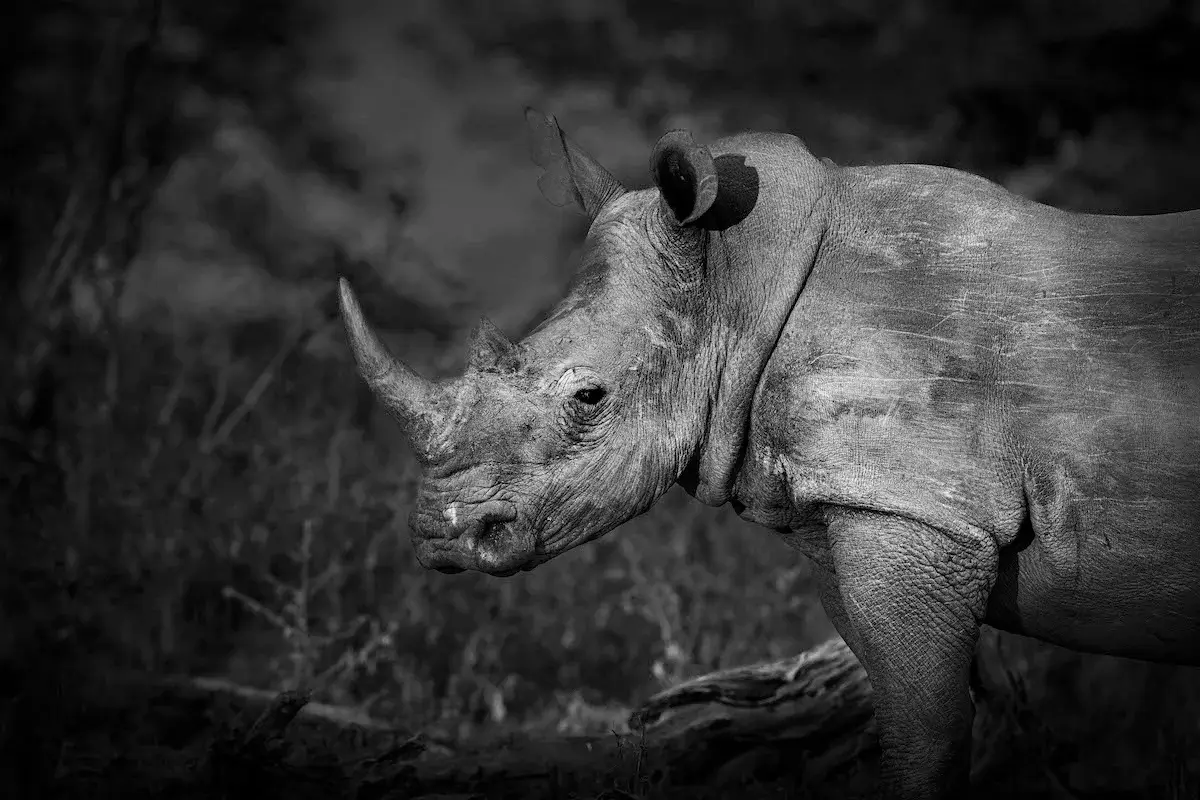 Photographie animalière d'un rhinocéros dans son état sauvage