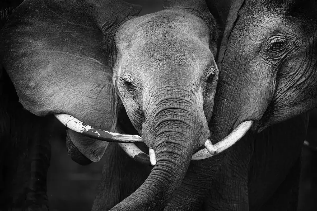 Photographie animalière d'éléphants dans leur état sauvage