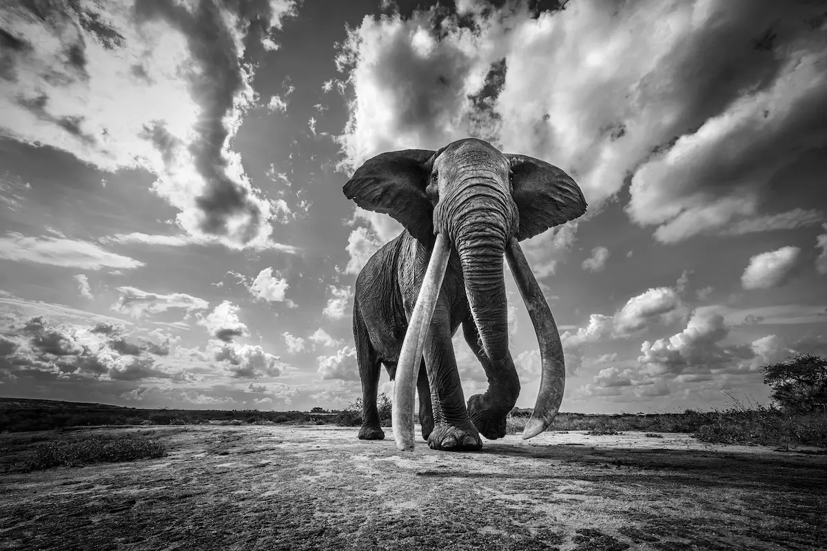 Photographie animalière d'un éléphant dans leur état sauvage