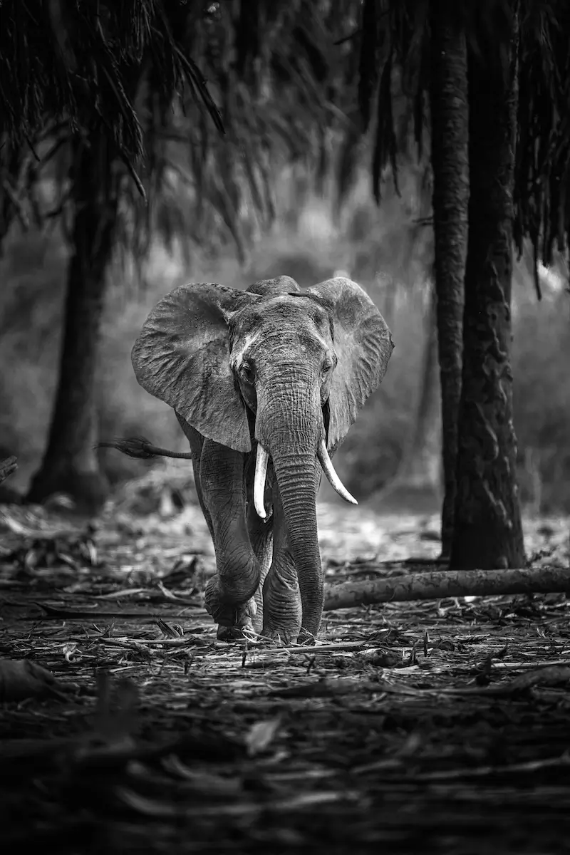 Photographie animalière d'un éléphant dans leur état sauvage